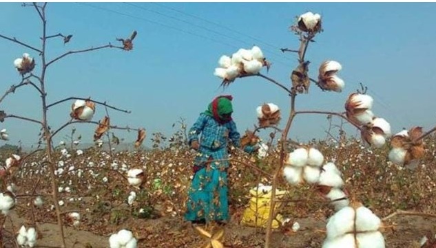Cotton imports duty removal India textile trade